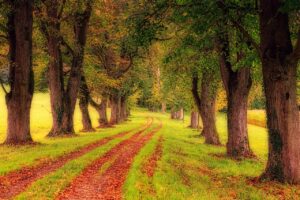 Gamta_ir_zmones__kaip_parkai_stiprina_bendruomenes_ir_gerina_gyvenimo_kokybe